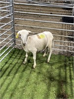 ARBY2646 WHITE EWE 65# P27