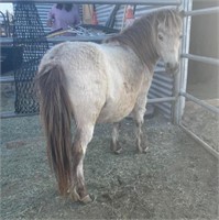 Beedoo -6 year old, mini buckskin mare.