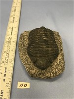 Approx. 5" x 4 1/2" trilobite fossil      (k 58)