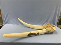 Large bull walrus head mount with scrimmed tusks a
