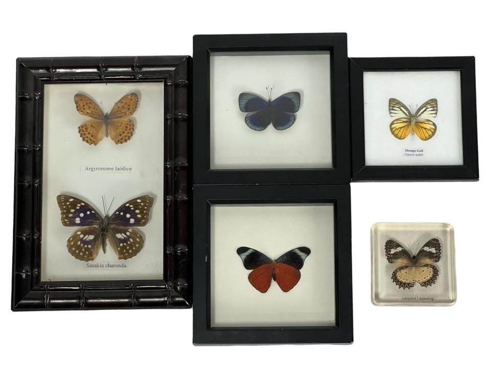 Real Beautiful Butterfly Insect Taxidermy Displays