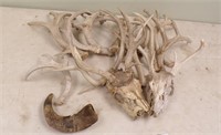 LARGE GROUP OF DEER SHEDS-2 WITH SKULLS;  BUFFALO.