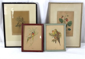 1700s Botanicals & Birds William Curtis, J.Gould+