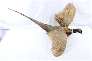Taxidermy Ring-Neck Pheasant Mount