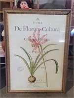 Flora De Florum Cultura