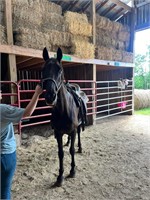 Elvis; Black Racking Gelding