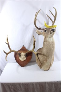 Mounted 7 Point Buck & 10 Point Antler Mount