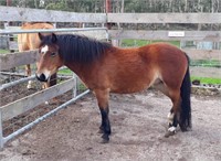(VIC) MUFFIN - PART WELSH PONY MARE