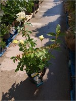 Hybrid tea rose bush