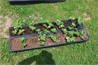 2 TRAYS OF ALBION EVERBEARING STRAWBERRY PLANTS