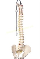 Classic $147 Retail Spine Model