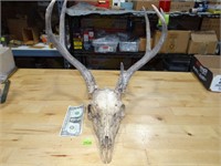 Deer Mount