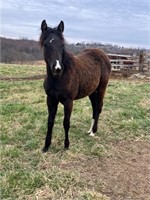 COW BRED YEARLING FILLY