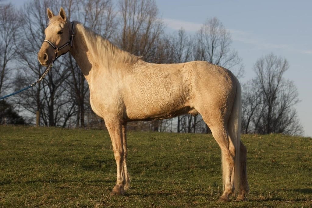 PayPal - 8 YO Palomino Kentucky Mtn Gelding