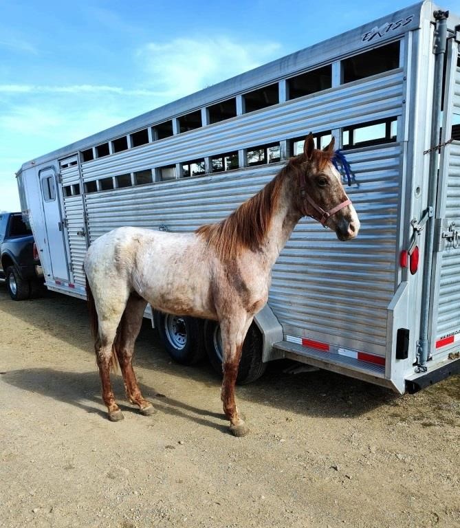 Ritzy Red - 20 Month Old Red Roan Stud Colt