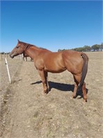 (VIC) NOTHING NEEDED - THOROUGHBRED MARE