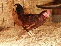 1 Barnyard rooster,  Red Rhode Island