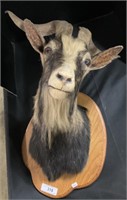 Taxidermy Mounted Multi-colored Goat’s Head.