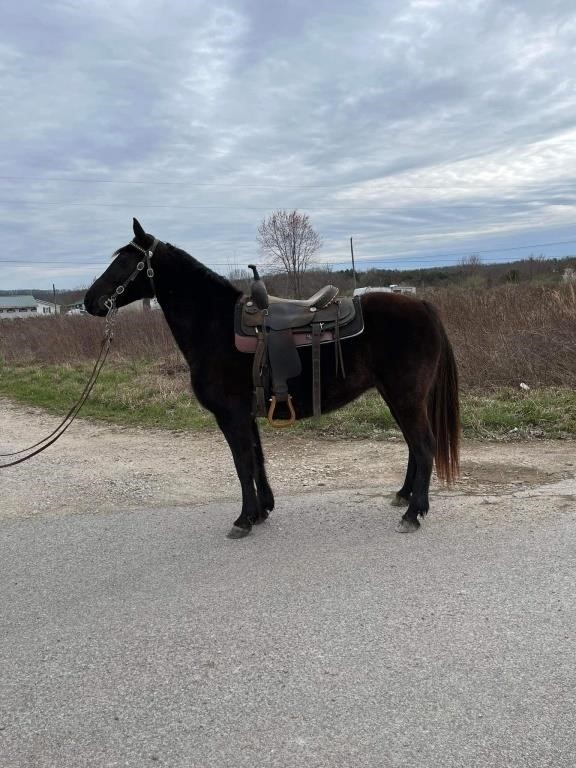 Chocolate - 8 YO Kentucky Mtn Mare