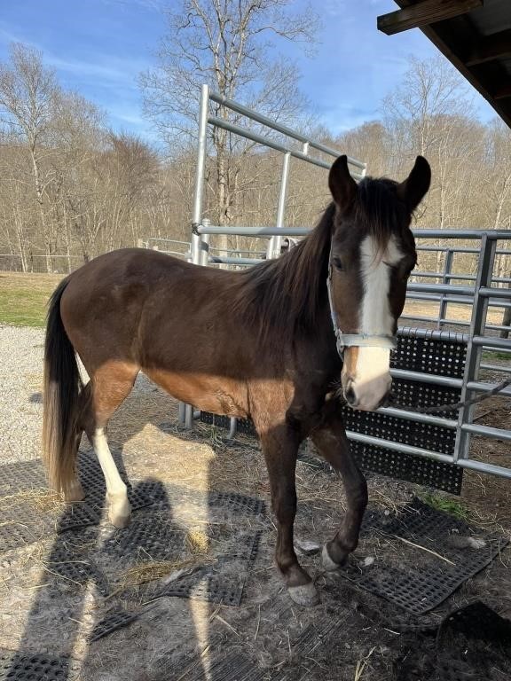 Trigger - 2 YO Bay Gaited Pony Gelding