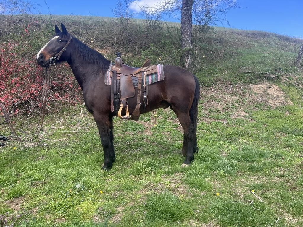 Titan - 10 YO Bay Missouri Foxtrotter Gelding