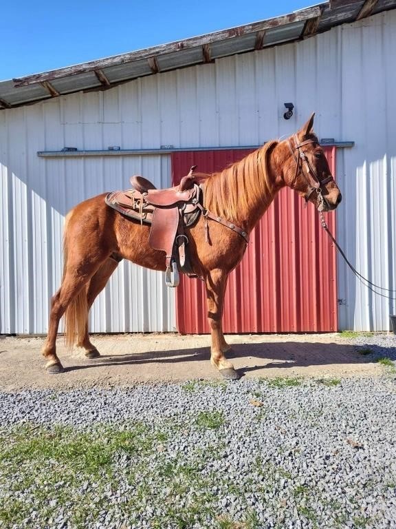 NRA's Jimia - 2019 Model Sorrel TWH Gelding