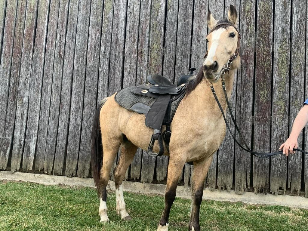 Buttercup - 6 YO Buckskin Foxtrotter Mare