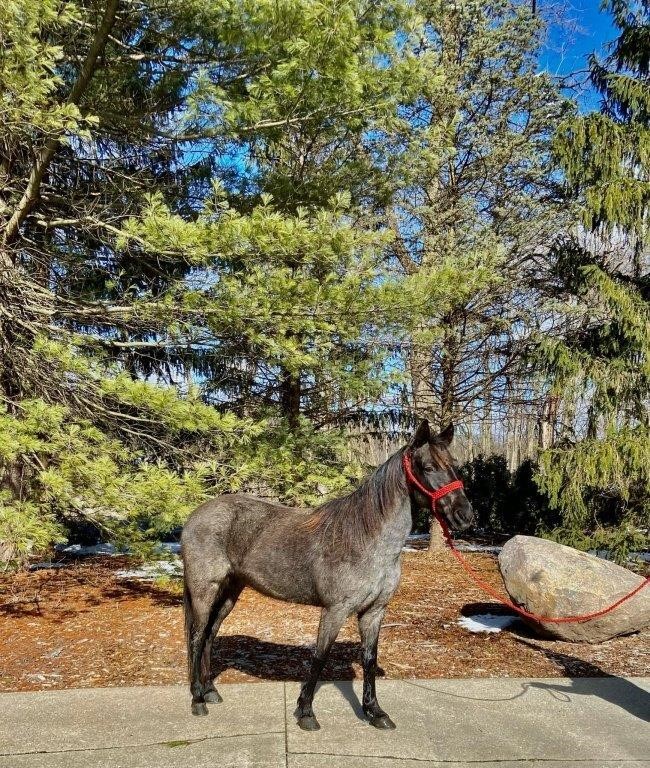 Galaxy - 5 YO Blue Roan Gaited Pony Mare