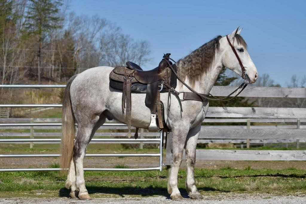 Dually - 3 YO Grade Gray Gaited Gelding