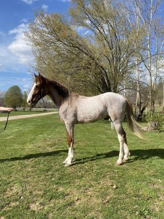 Tango - 2 YO Gorgeous Red Roan Stallion