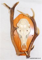 Scottish Red Deer Skull and Antlers