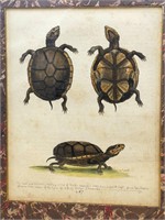 1757 ORIG H.P. Etching Mud Tortoise,George Edwards