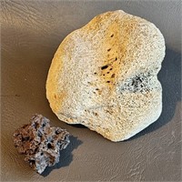 Petrified Bone End & Small Volcanic Cinder