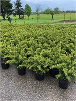 5 TAXUS DENSIFORMUS YEW PLANTS (OFFSITE PICK UP)