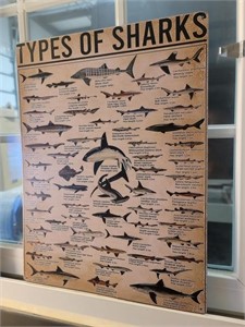 Types Of Sharks Tin Sign