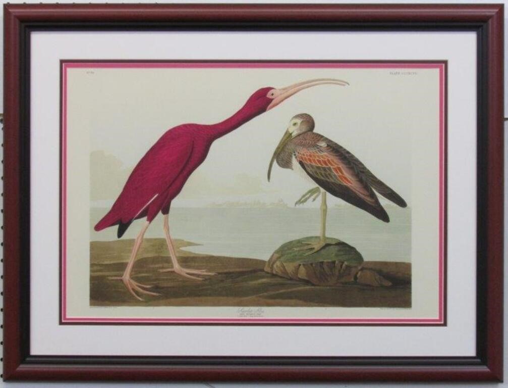 SCARLET IBIS BY JOHN J. AUDUBON