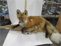 Taxidermy fox Mount