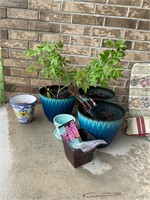 Collection of Garden Plants & Pots