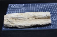 Petrified Wood Branch, 4lbs 5oz