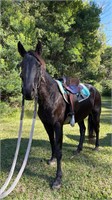 (NSW) TAMMY - STATION BRED MARE