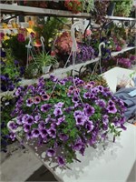 Purple large hanging basket