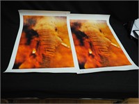 Two 24 1/2" x 17" prints on canvas of elephant