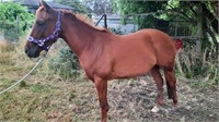 (VIC) RED - QH MARE