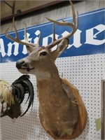 TEN POINT MOUNTED  BUCK HEAD