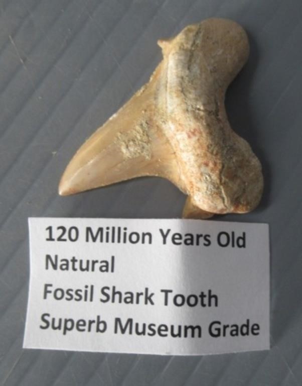 Fossil shark tooth.