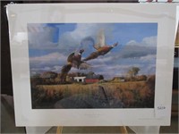 Hedgehopping Duo Pheasants by David A Maass Print