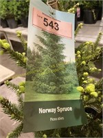 3 gallon Norway Spruce
