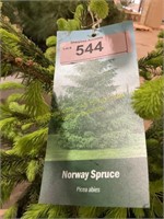 3 gallon Norway Spruce