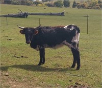 (VIC) TEXAS LONGHORN HEIFER