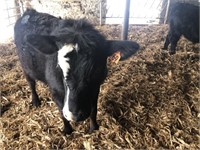 Number 69- Simmental Black Angus Cross Steer *